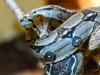 Boa constrictor - De Zonnegloed - Dierenpark - Dieren opvangcentrum - Sanctuary